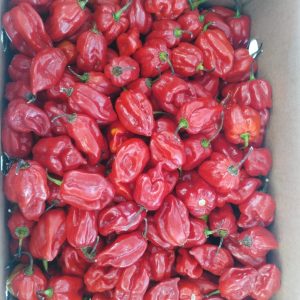 Habanero - Scotch Bonnet Pepper